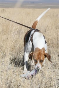 Patty, Harrier, tracking, loved by Wendy & Jeff McCleery
