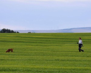 Szari, Vizsla, Tracking Dog test, loved by Judy Campbell