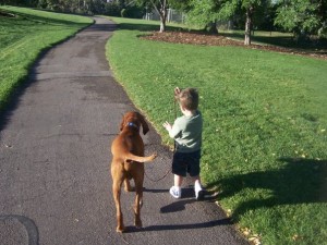 Budha, Vizsla, this is how to walk on a loose leash 