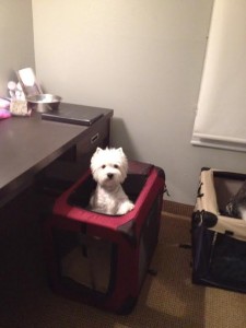 Mariah, West Hightland White Terrier Spoiled by Jack & Donna Smith 