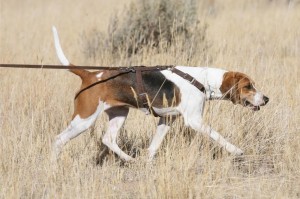 Patty, Harrier, tracking Dog test, Loved by Wendy & Jeff McCleery 